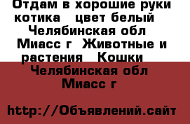 Отдам в хорошие руки котика , цвет белый. - Челябинская обл., Миасс г. Животные и растения » Кошки   . Челябинская обл.,Миасс г.